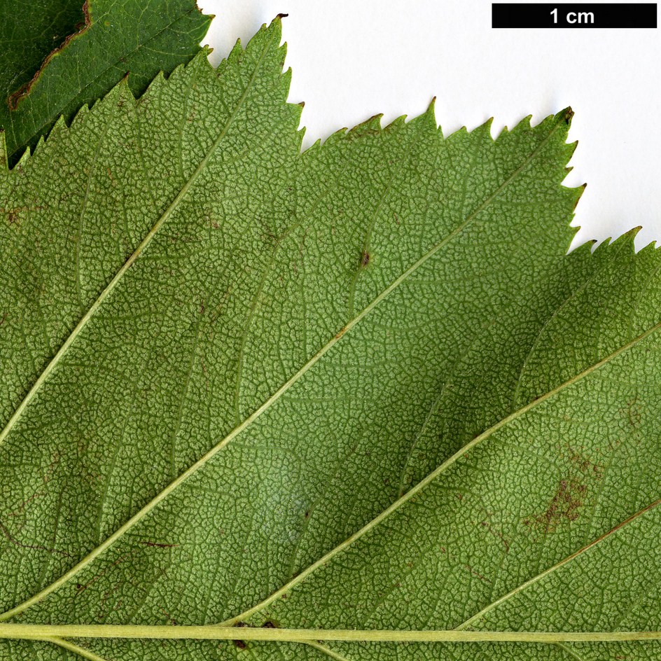 High resolution image: Family: Rosaceae - Genus: Crataegus - Taxon: crassicarpa